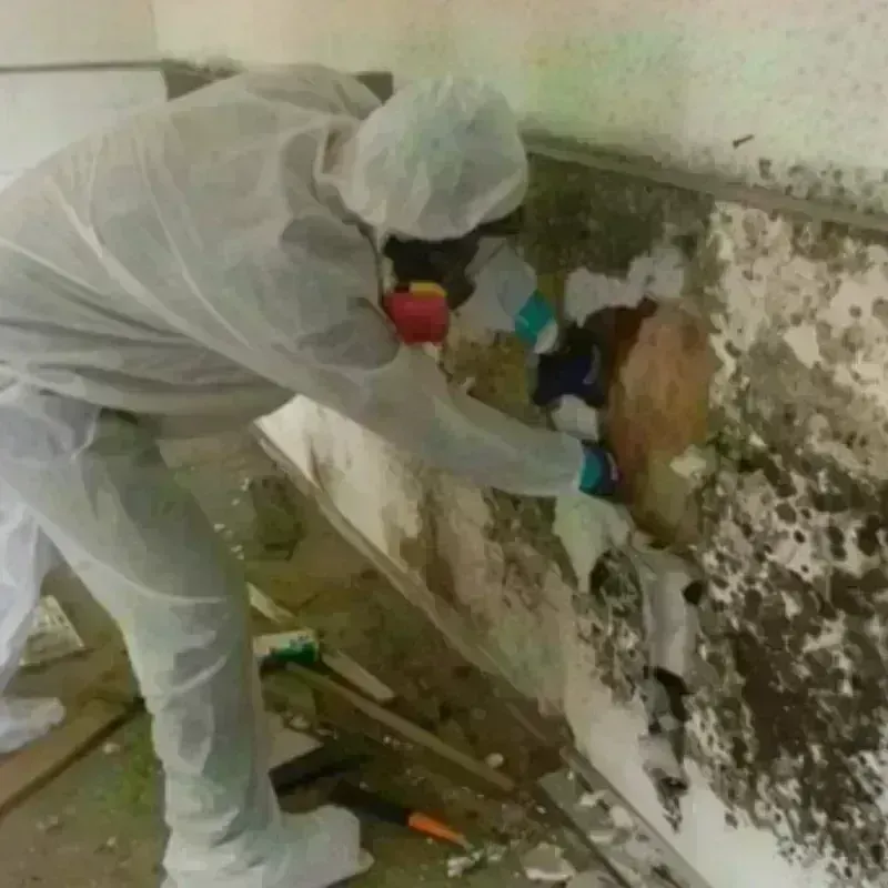 Mold Remediation and Removal in Kenton, OH